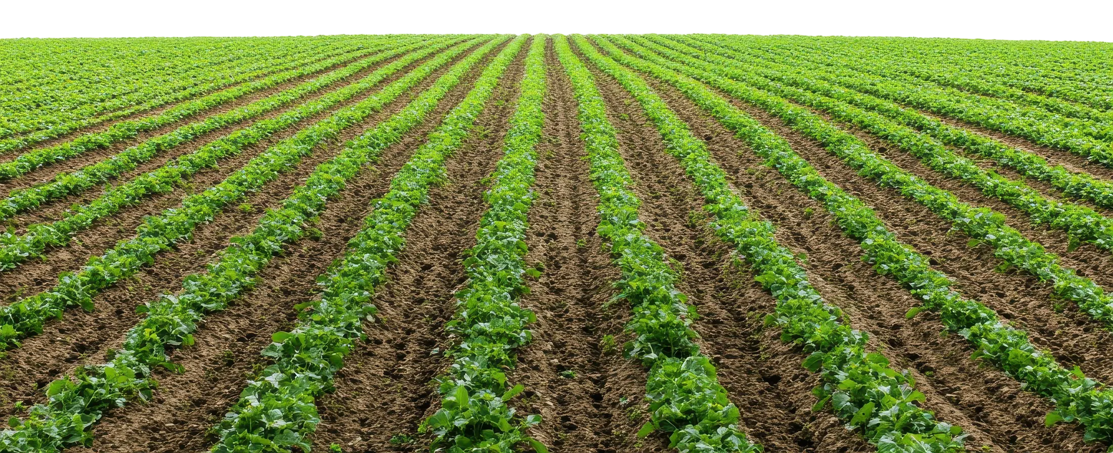 Fondo Campo