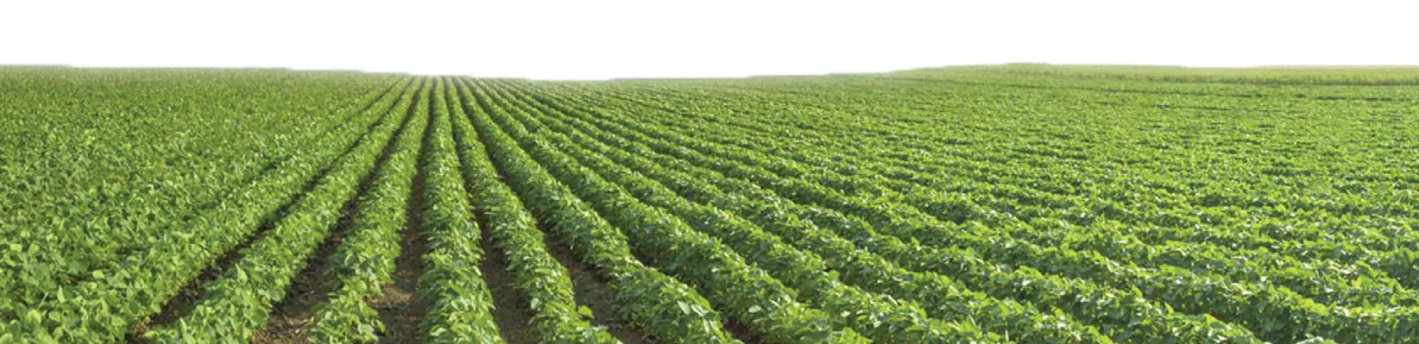 Fondo Campo